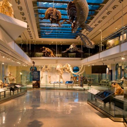 a museum with many dinosaur fossils on display