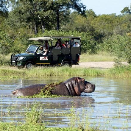 a large brown dog in the water with a vehicle