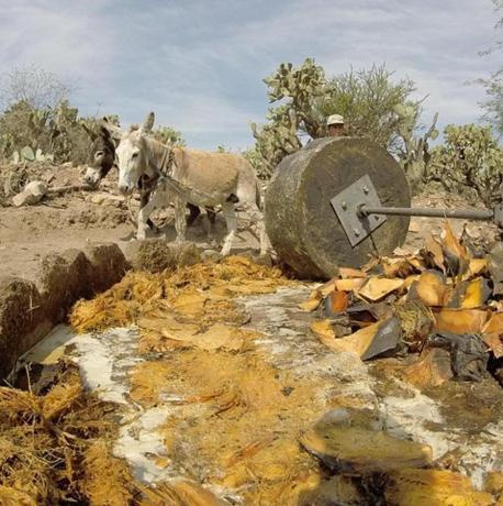 una vaca parada junto a un barril y un hombre