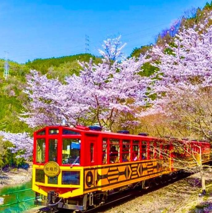 Nara Deer Park, Fushimi Inari & Arashiyama Bamboo Forest Day Tour Kyoto ...