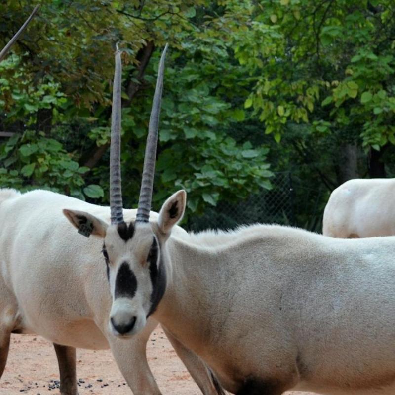 Mnagerie du Jardin des Plantes Zoo Paris  Booking.com