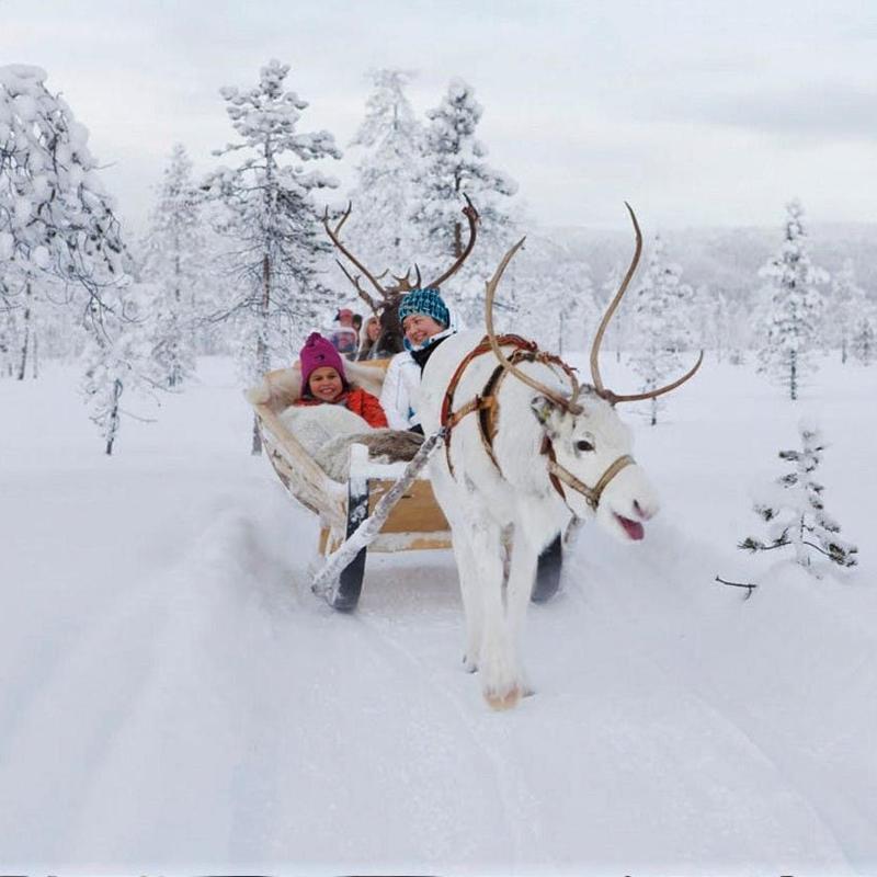 Fahren Sie einen Rentier-Schlitten in Rovaniemi –