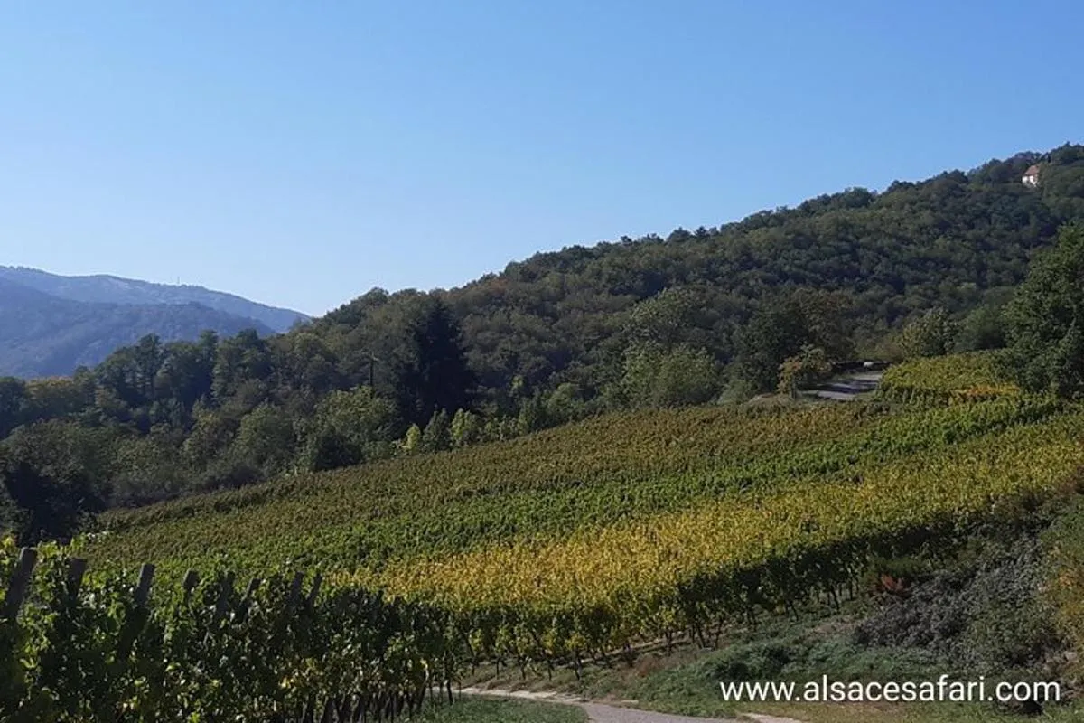 Colmar: Halbtägige Safari-Tour Dörfer & Weinberge mit Weinprobe, 3 h 45 min – Foto 1