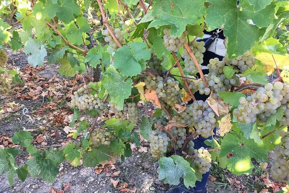 Tour ICONICS : 1/2 Journée sur la Route des vins, visite de 2 Villages+Dégust. – photo 2