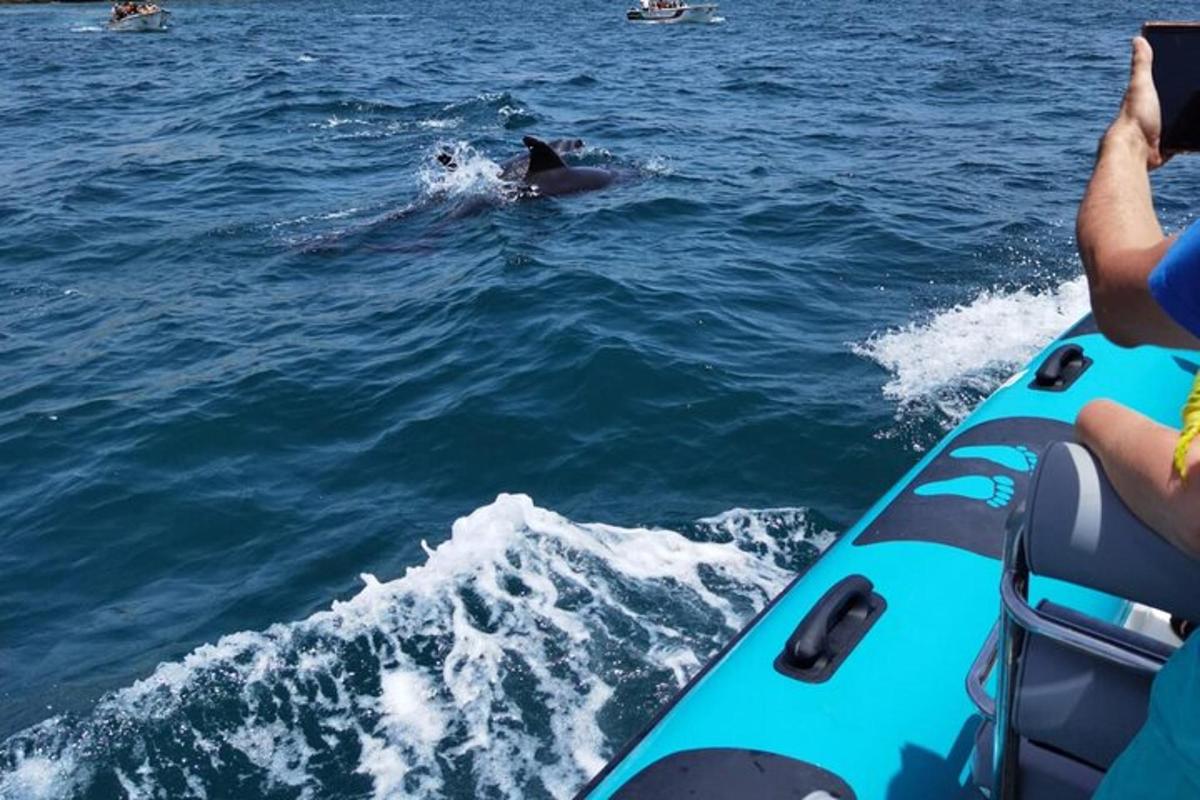Un delfín nadando en el agua junto a un barco.