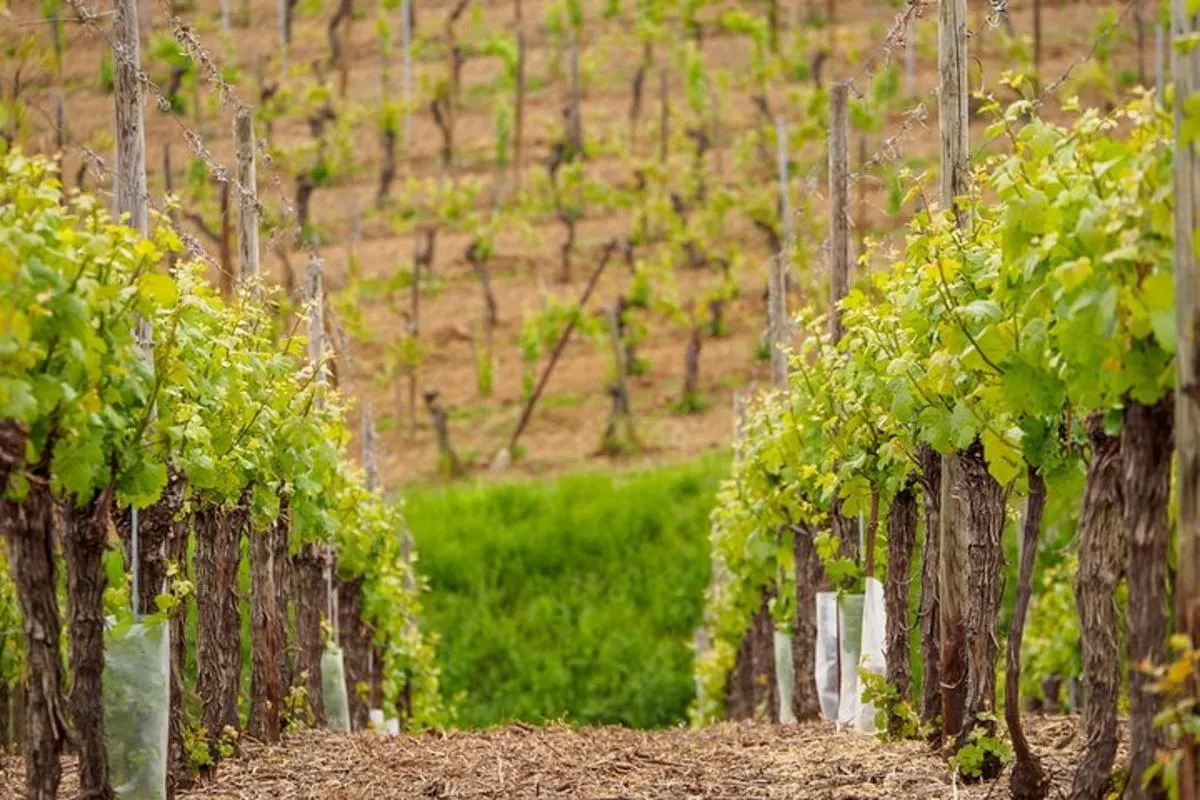 Excursion en petit groupe : joyaux d'Alsace et Route des Vins, 8 h – photo 2