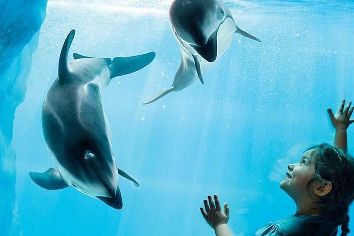 a girl is looking at dolphins in the water