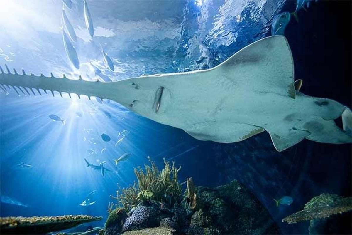 a large white stingray swimming in the ocean