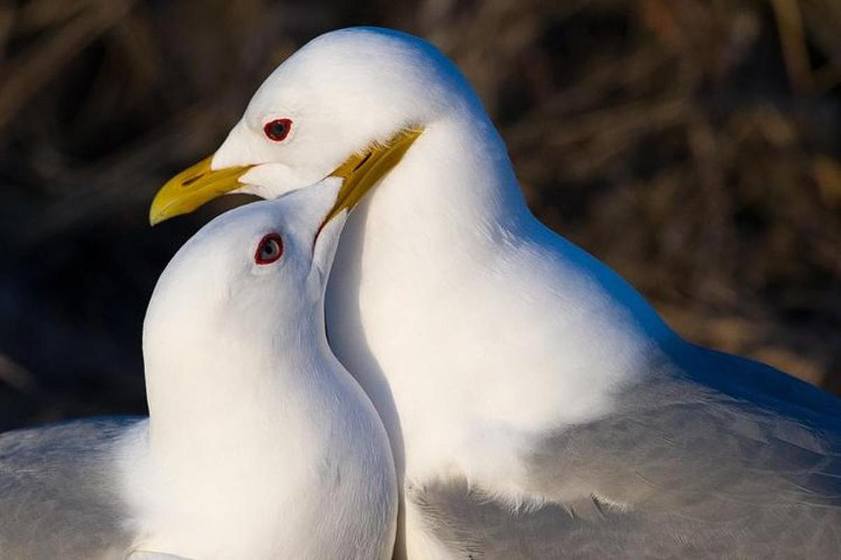 Dos pájaros blancos están parados uno al lado del otro