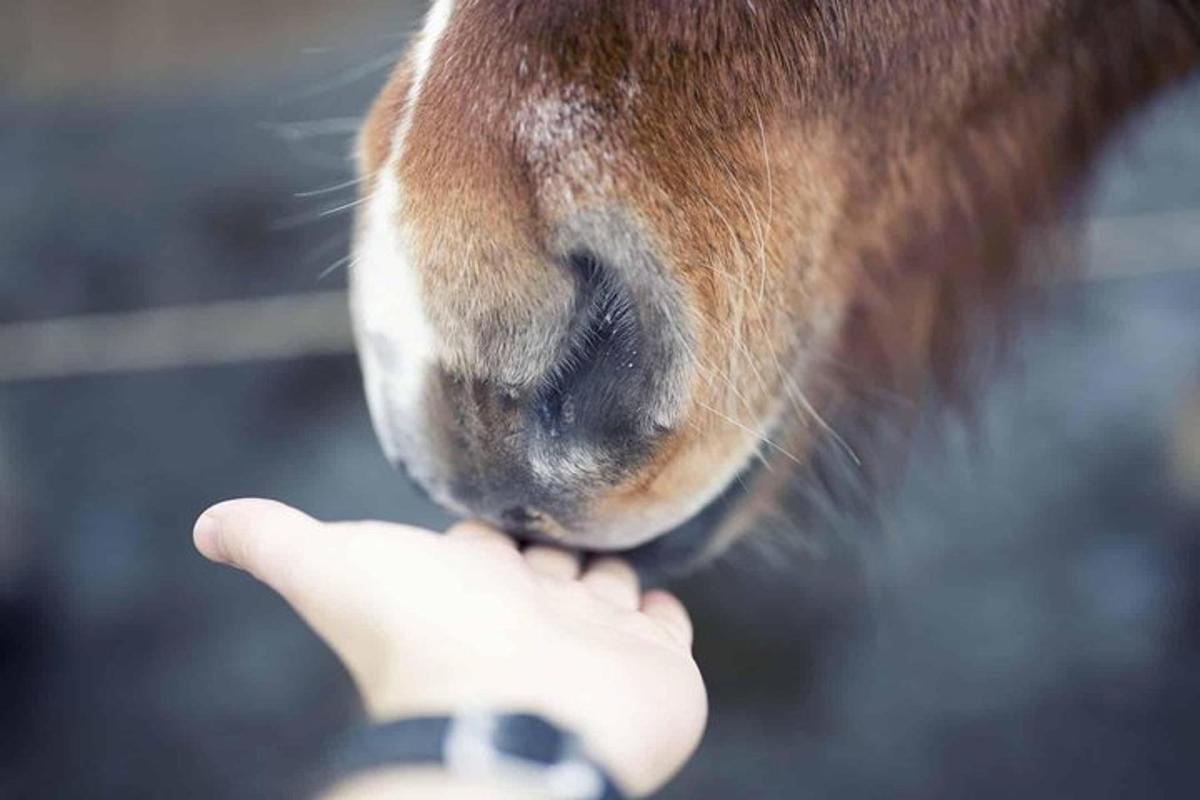 una persona acariciando a un caballo con la mano de otra persona