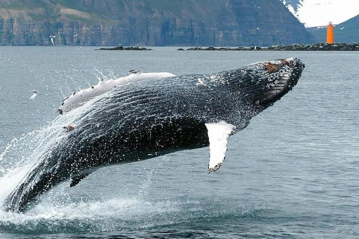 una balena geperuda saltant fora de l'aigua