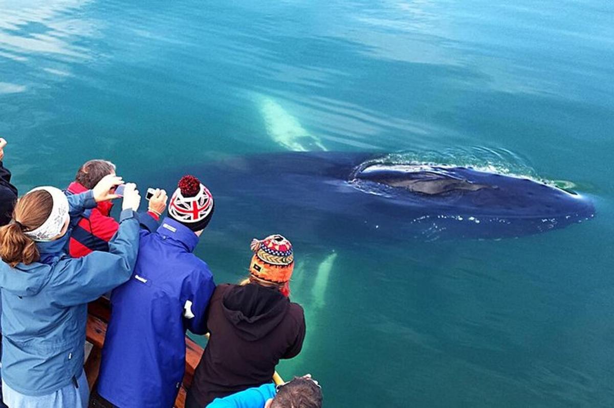 un grup de persones fent fotos d'una balena a l'aigua
