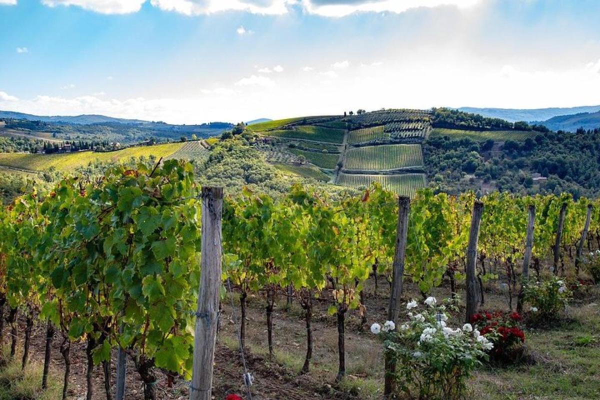 una vista di un vigneto con un grappolo d'uva