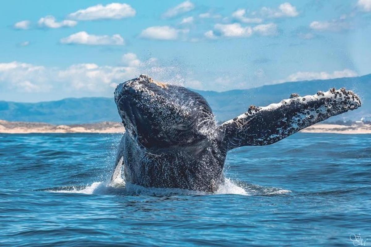 Fotografia da atração 2