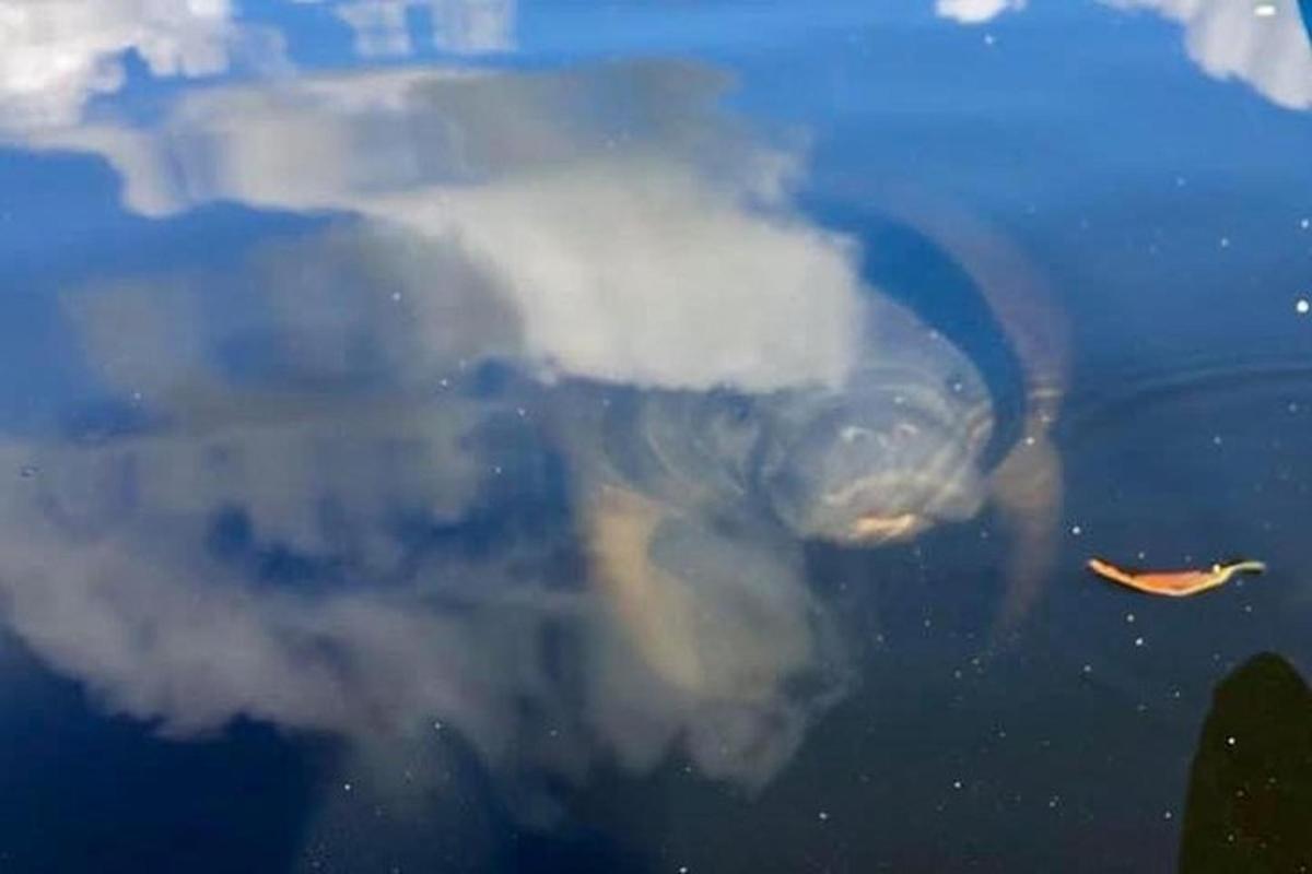 želva plave ve vodě s oblakem