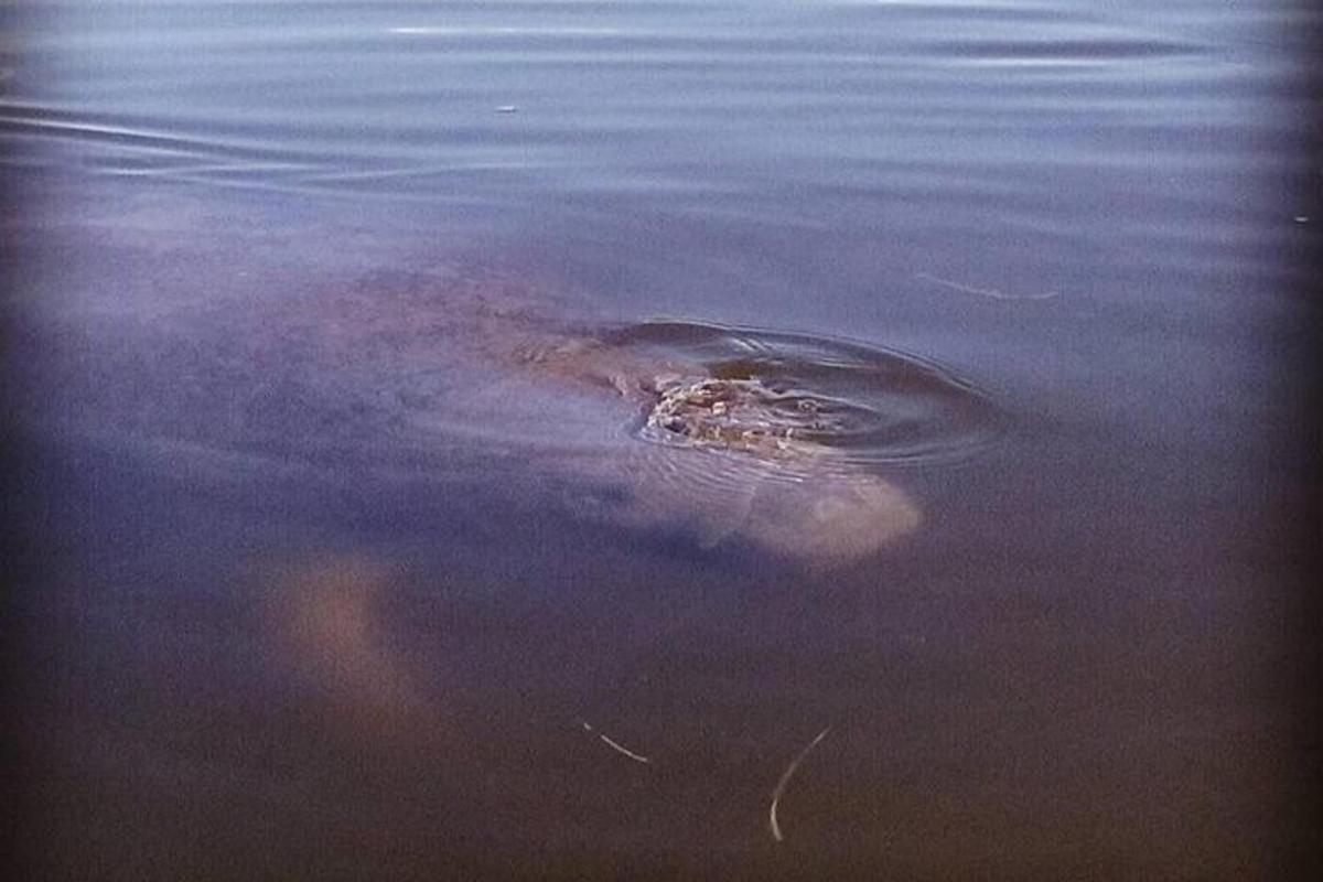 aligator plava v vodi