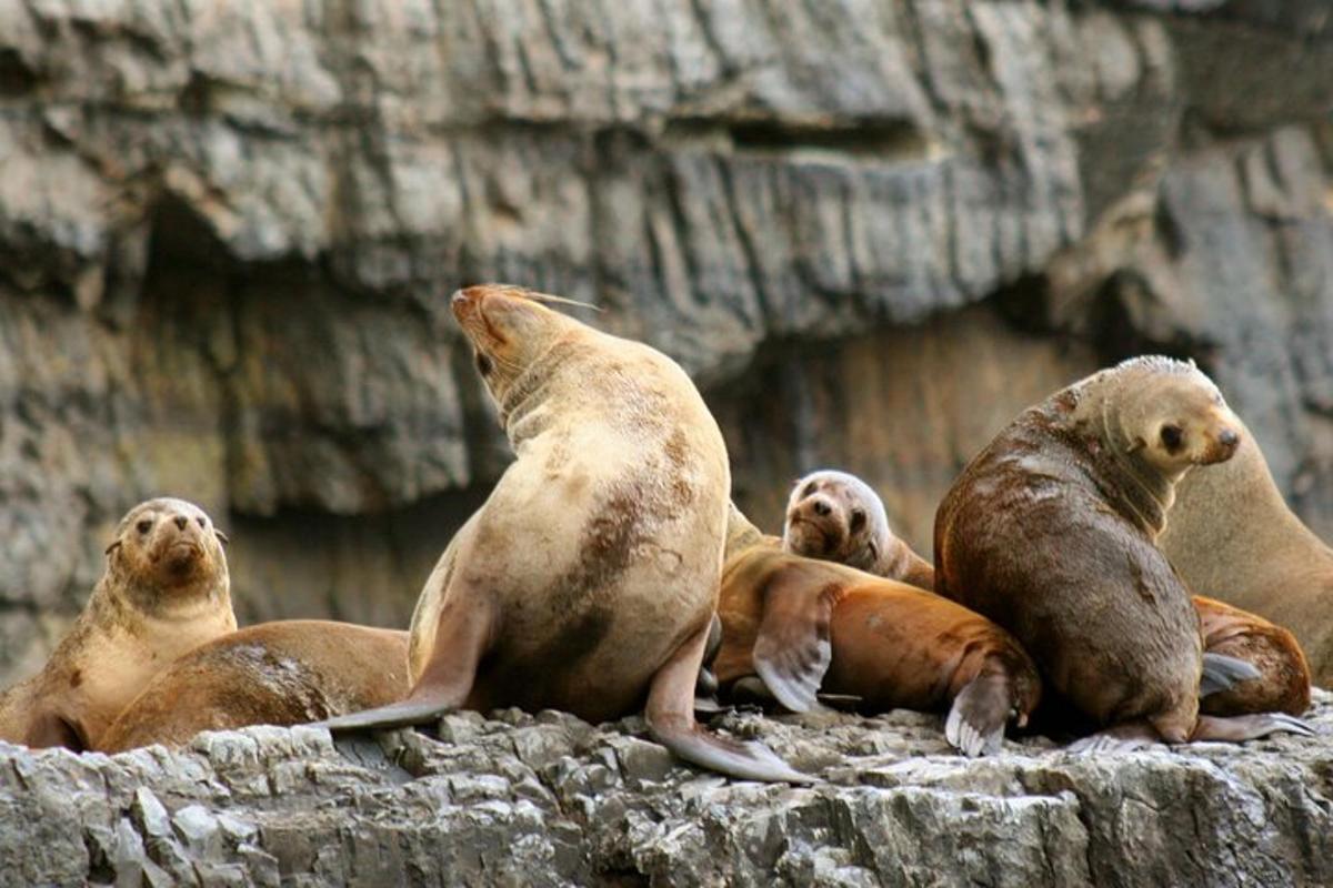 un grup de foques assegudes en una roca