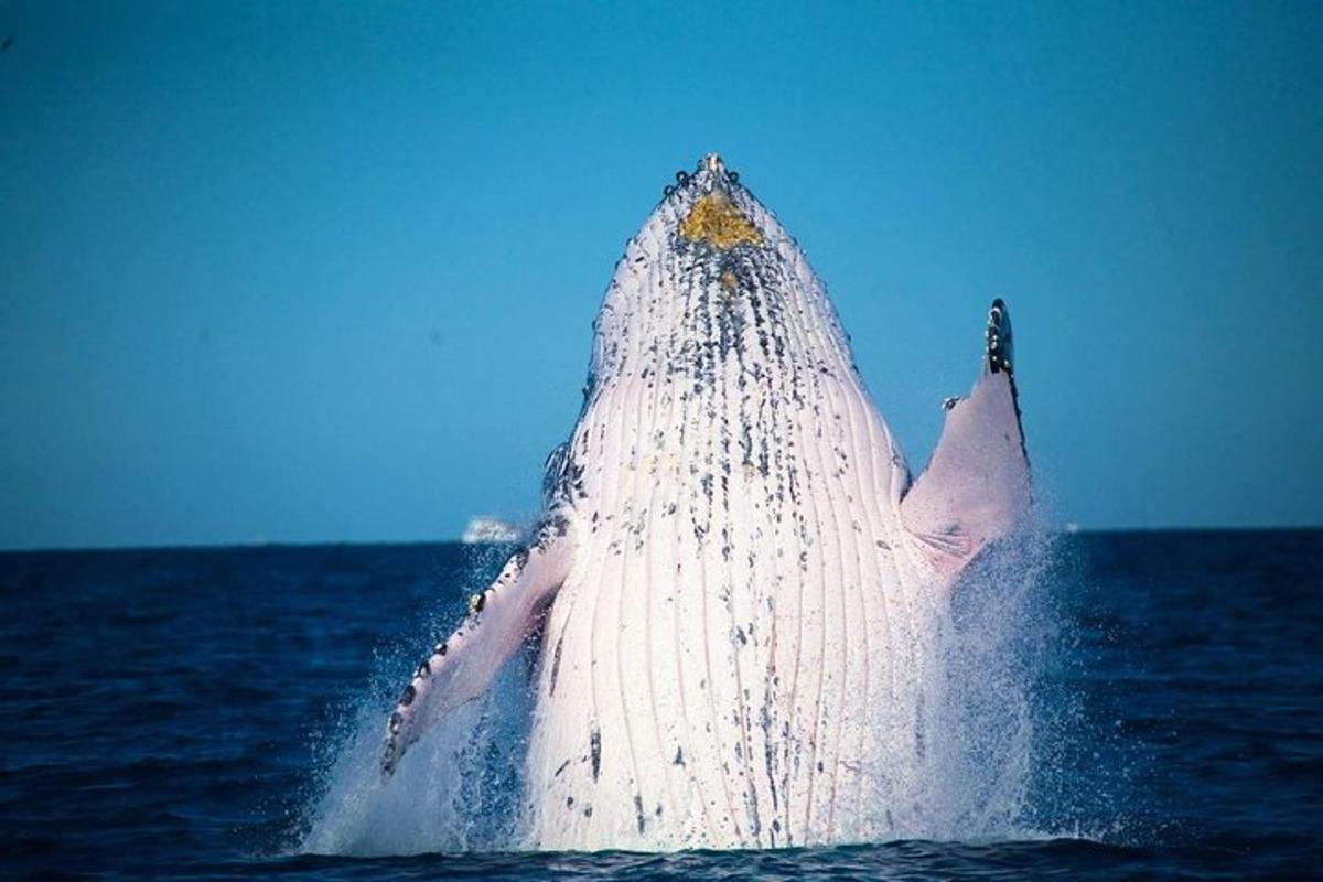 a white dolphin in the water in the ocean