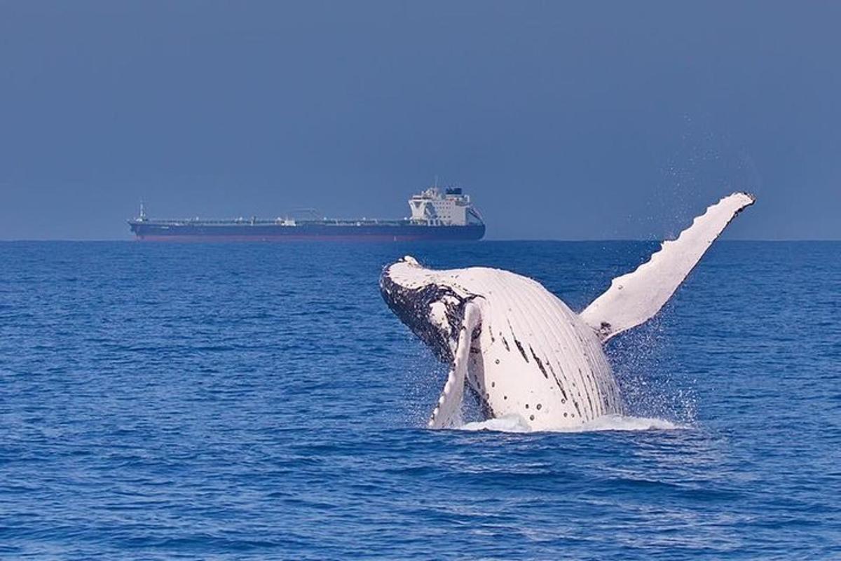 a humpback whales tail in the ocean with a ship