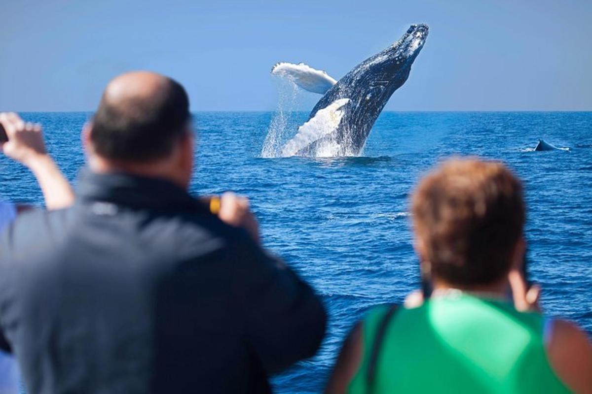due persone che guardano una balena nell'oceano