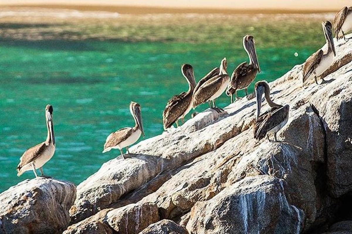 un gruppo di uccelli appollaiati sulle rocce vicino all'acqua