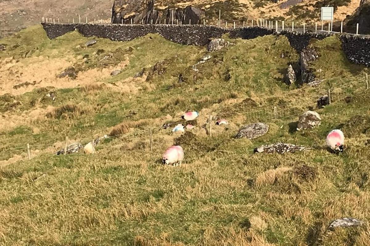a group of sheep grazing on a grassy hill