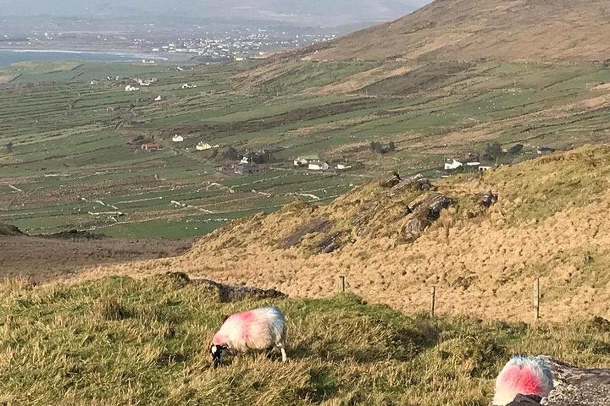 two sheep standing on top of a grassy hill
