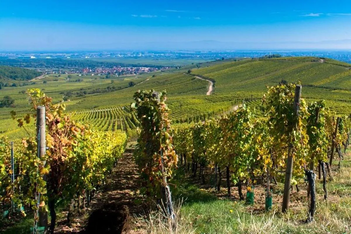 Excursion d'une journée : route des vins d'Alsace, 3 dégustations, 8 h – photo 4