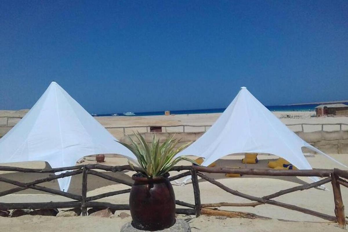 Un jarrón con una planta en la playa.