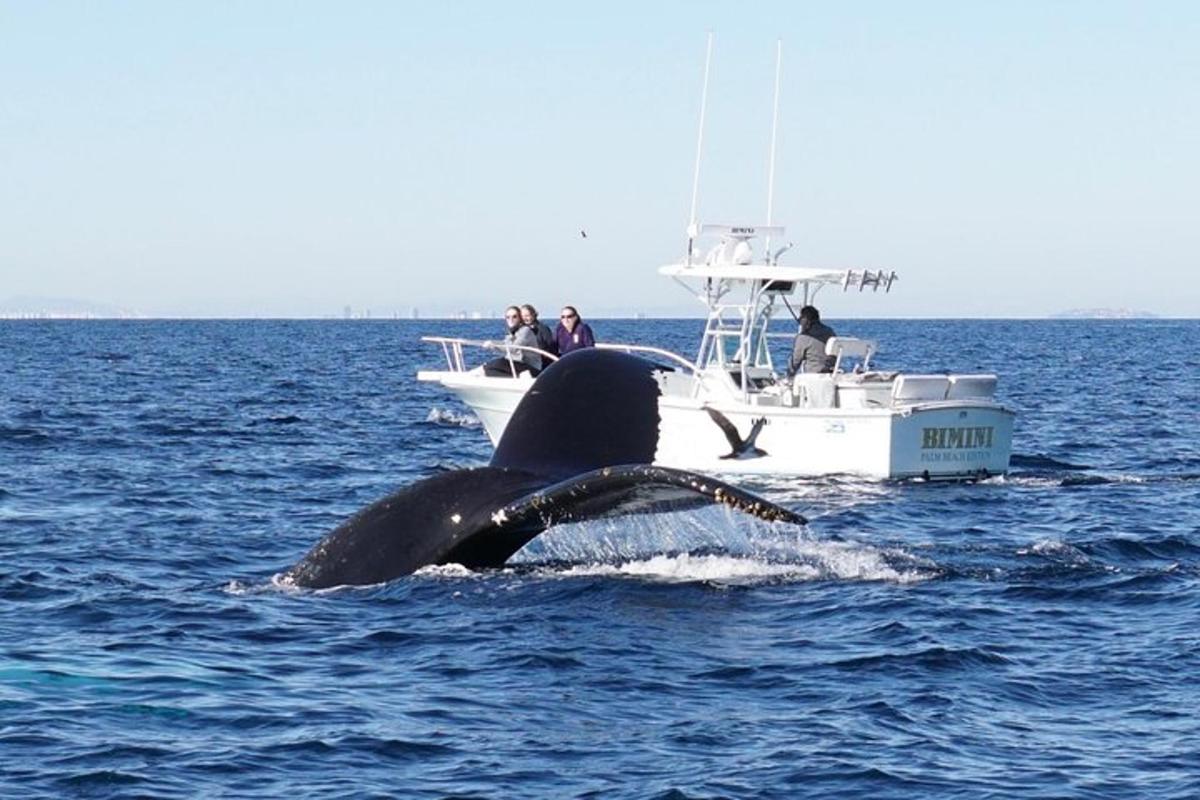 una balena a l'aigua al costat d'un vaixell