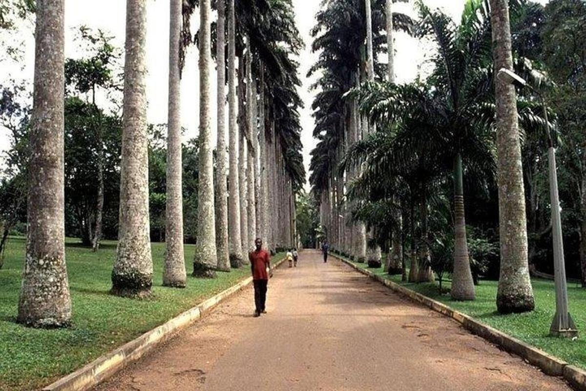 un uomo che cammina lungo una strada con palme