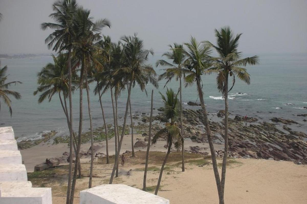 Un grupo de palmeras en una playa con el océano.