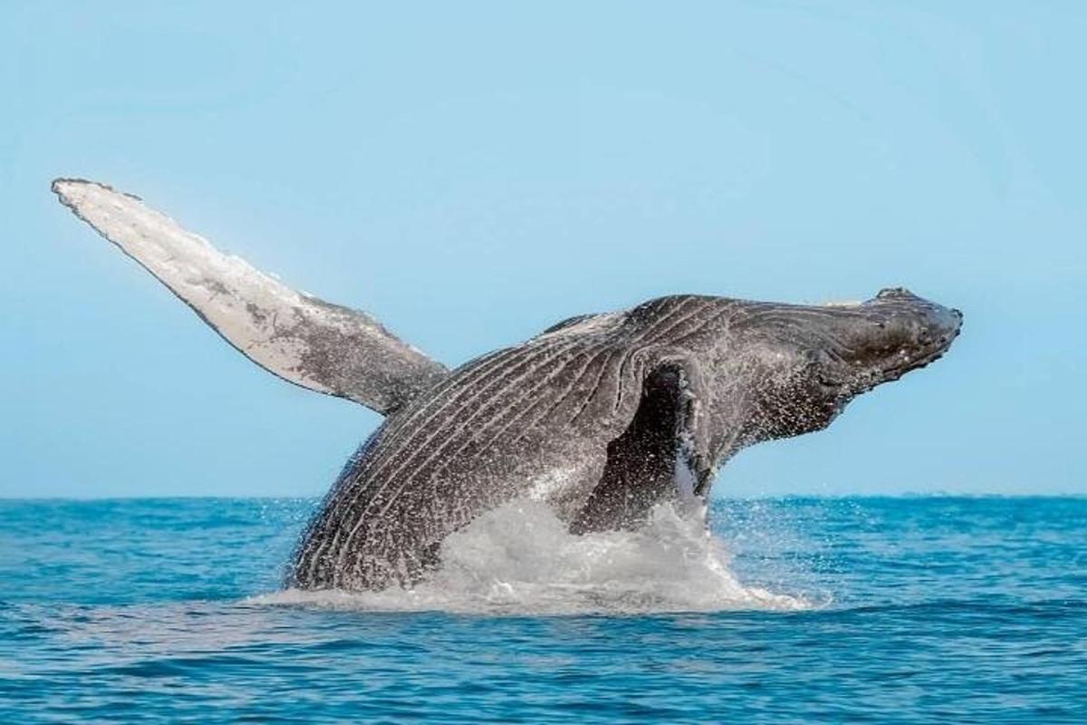 delfinas vandenyje iškišusi uodegą