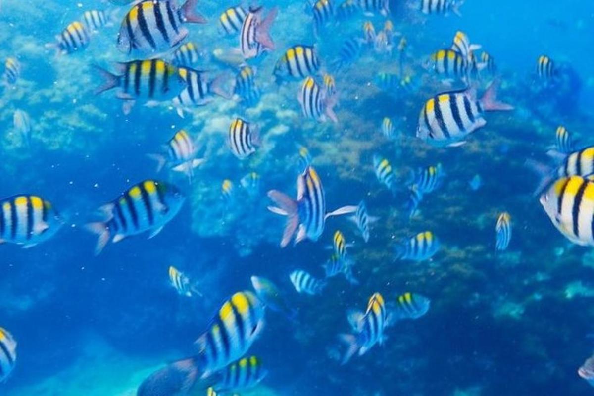 un banco di pesci che nuota nell'oceano