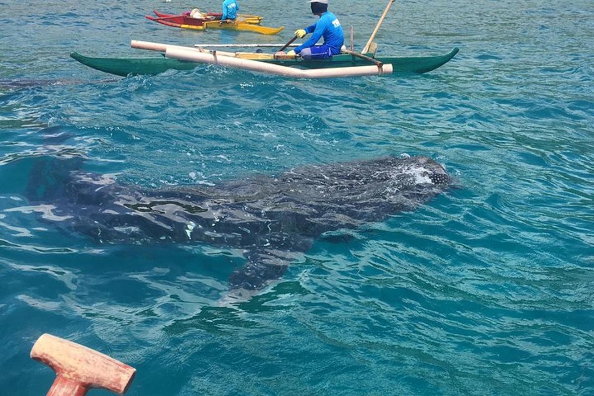 seorang lelaki dalam kayak dan ikan paus di dalam air