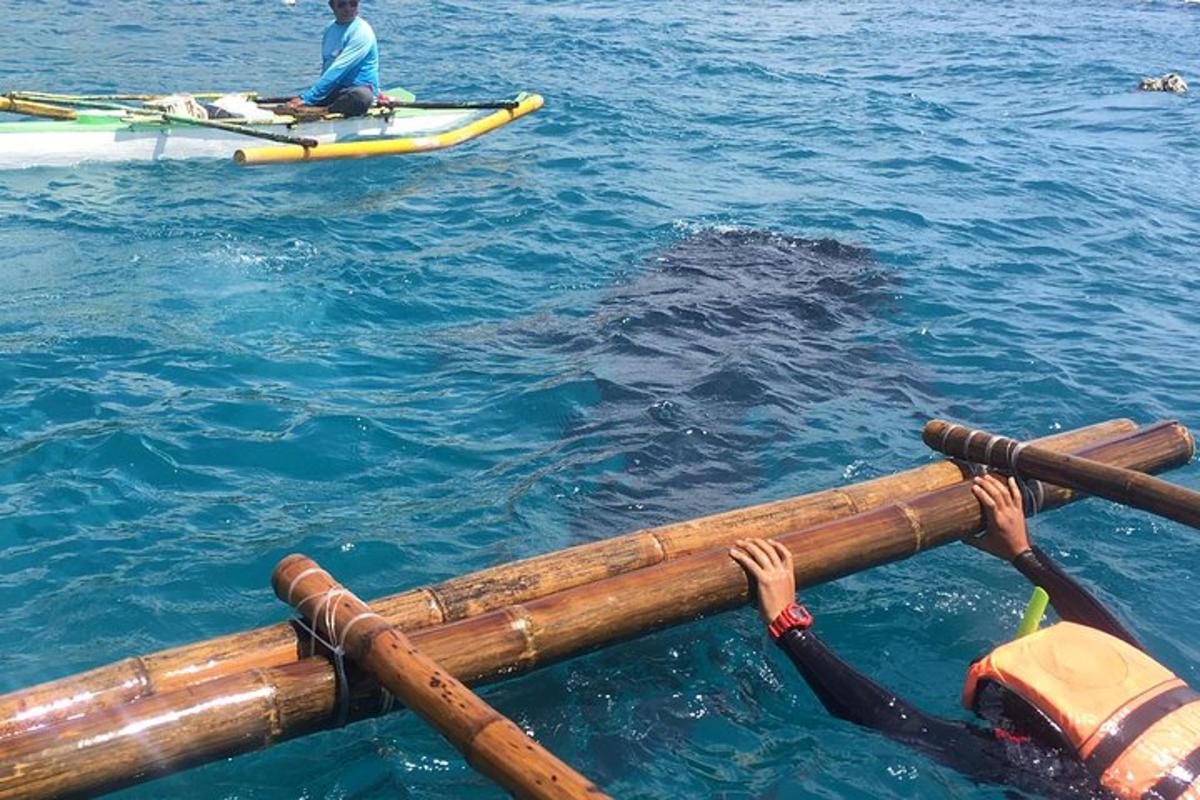 seorang lelaki di dalam air melihat ikan paus di dalam air