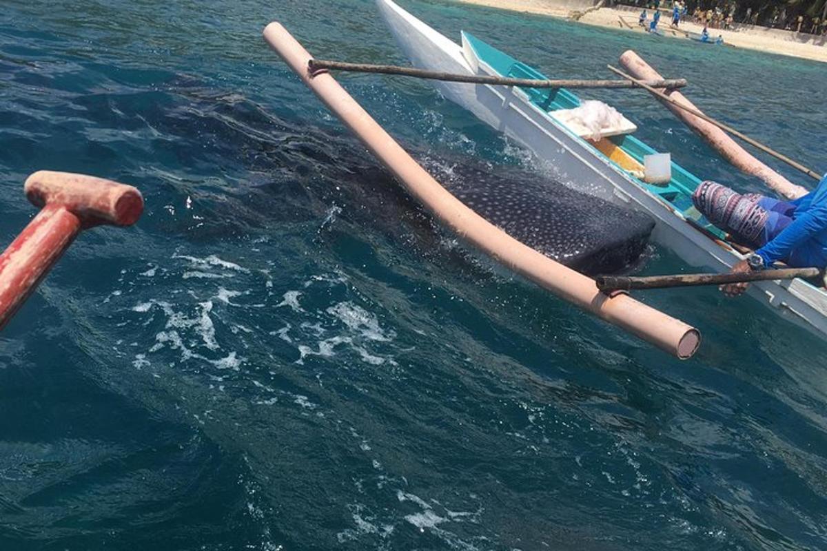 ikan paus di dalam air di sebelah bot