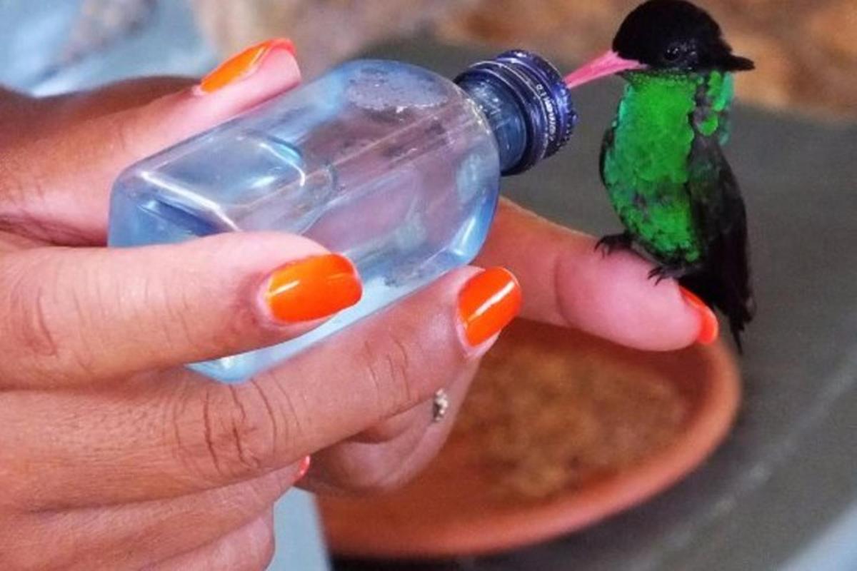 egy személy, aki egy üvegből iszogató madarat tart a kezében