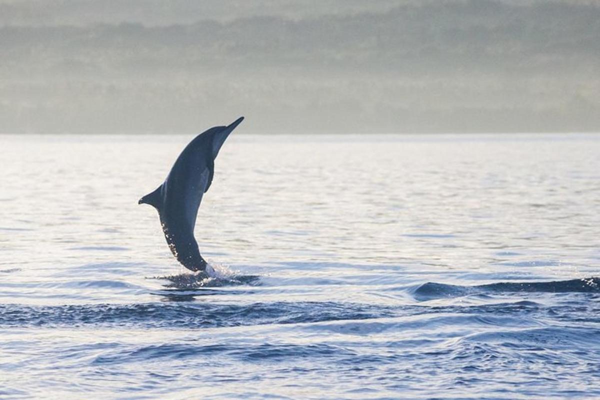 delfín vyskakující z vody v oceánu