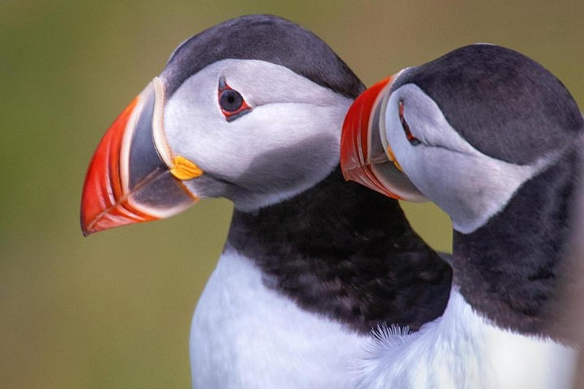eine Nahaufnahme eines Vogels mit langen Schnäbeln