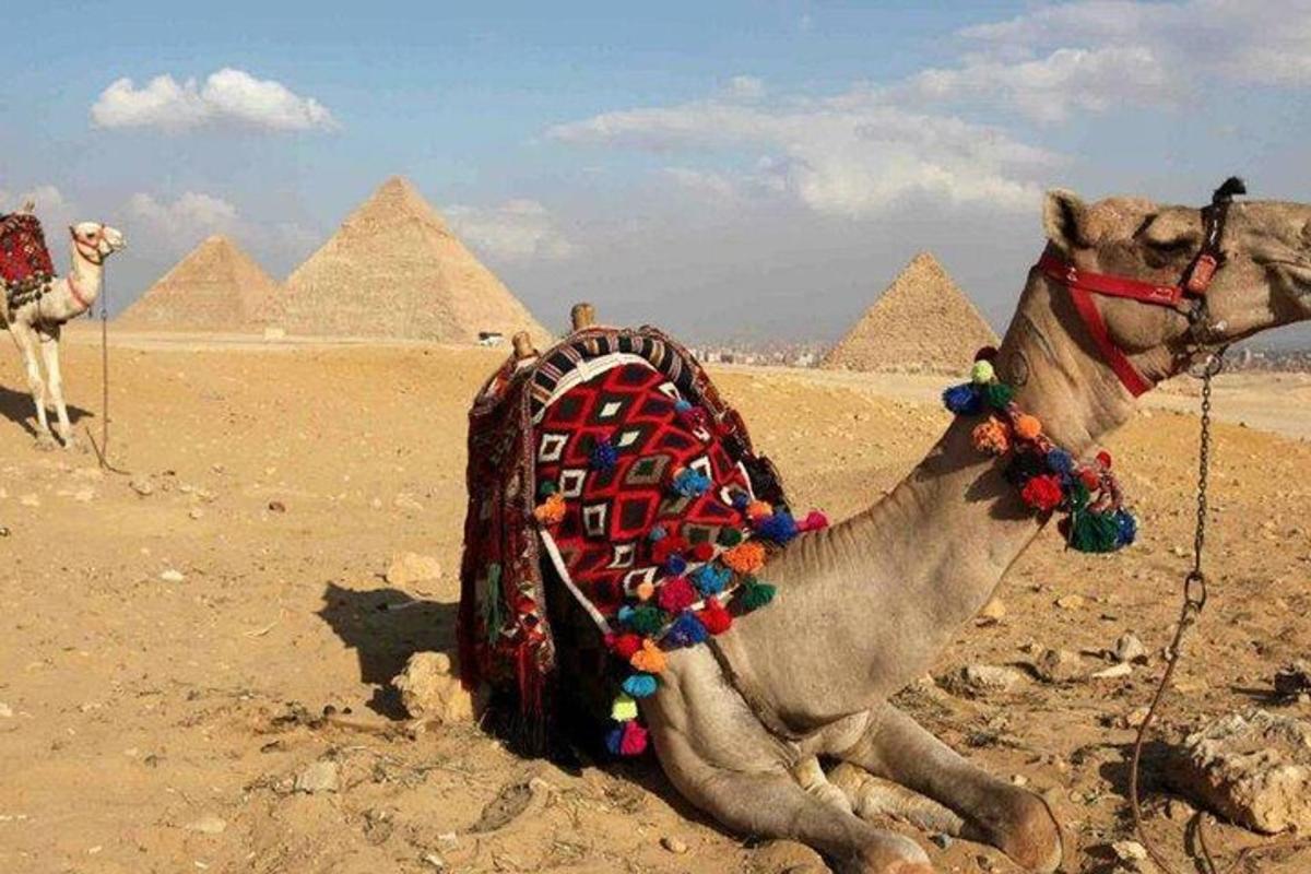 velbloud sedící v poušti poblíž pyramid