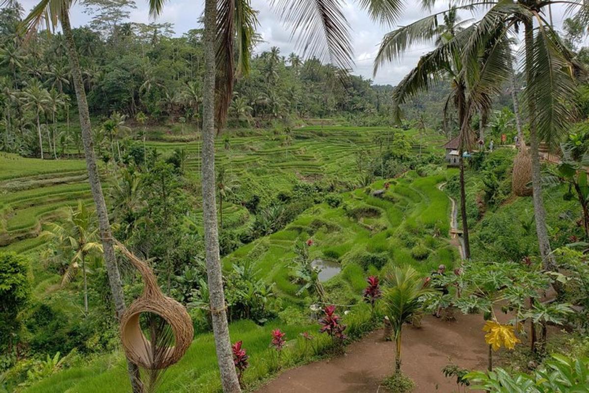 o vedere a unui câmp verde luxuriant cu palmieri