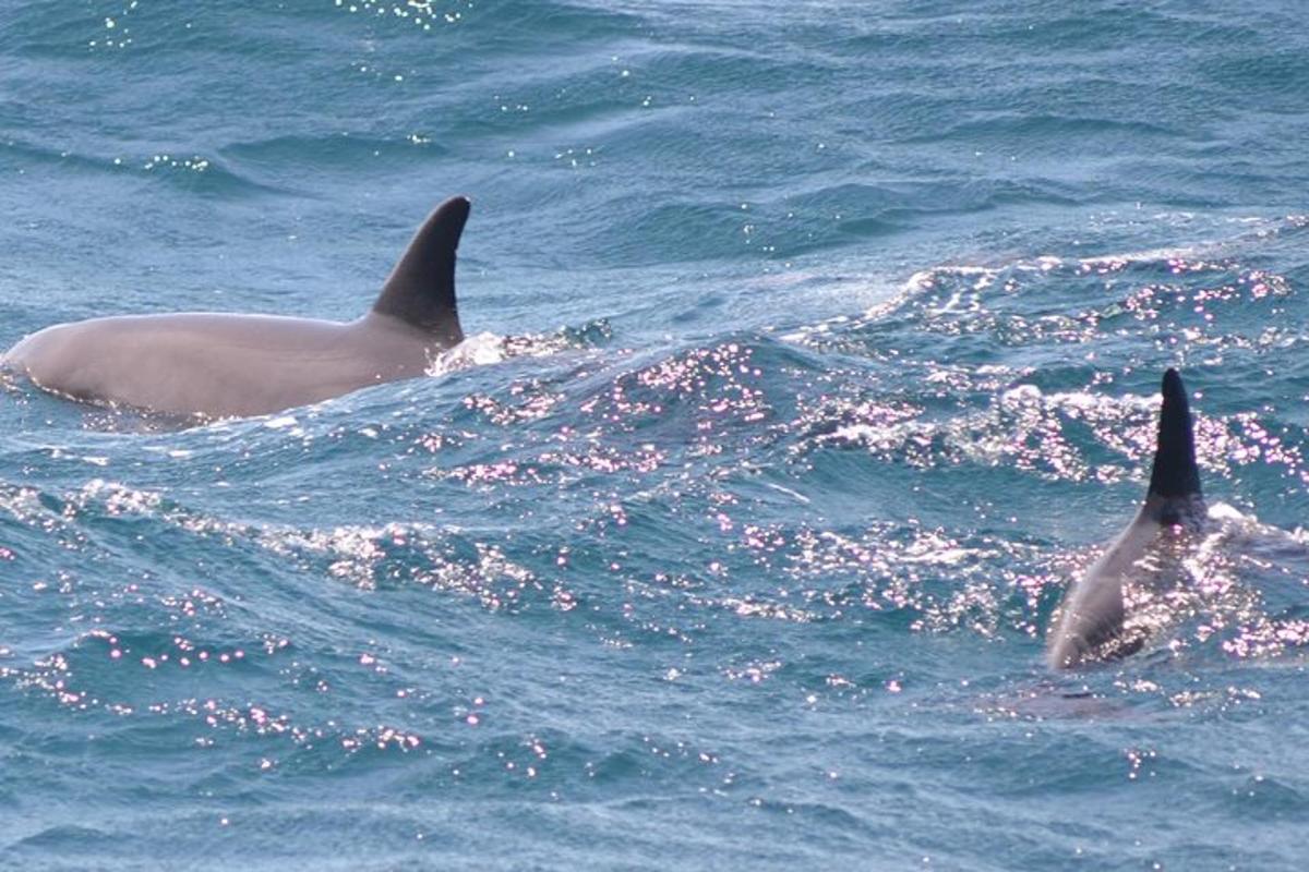 海の水の中を泳ぐ2頭のイルカ