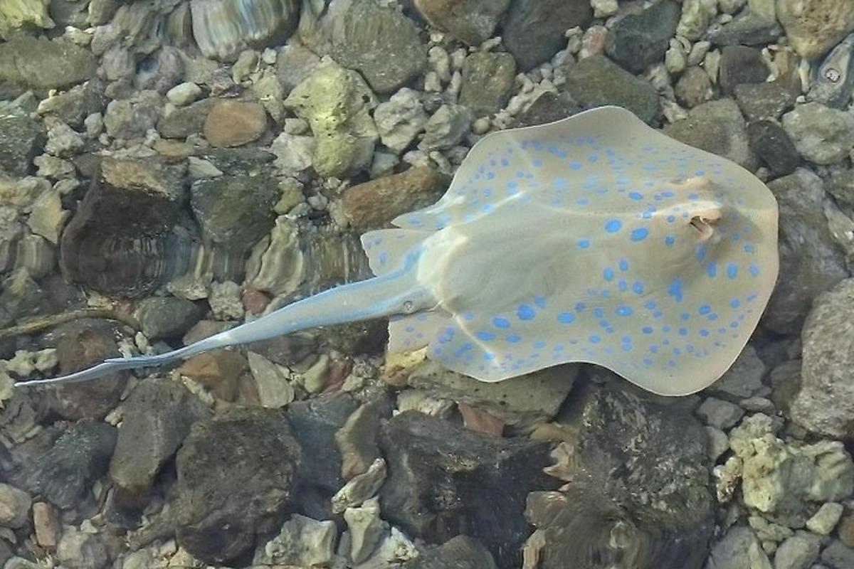 kerang putih dengan titik-titik biru di bebatuan