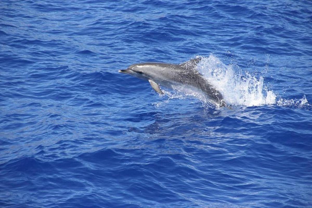 a dolphin jumping out of the water in the ocean