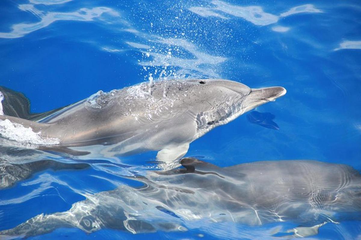 two dolphins swimming in the blue water