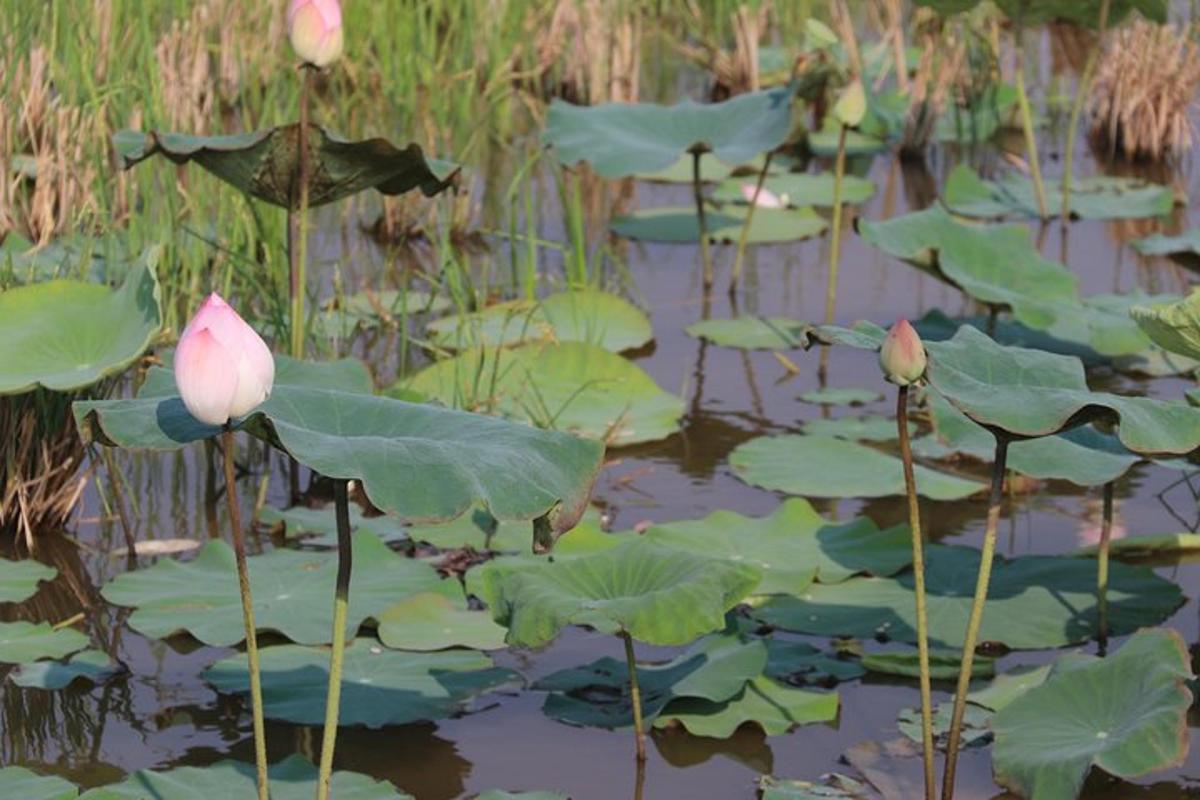 bunga teratai di dalam kolam dengan pad lily hijau