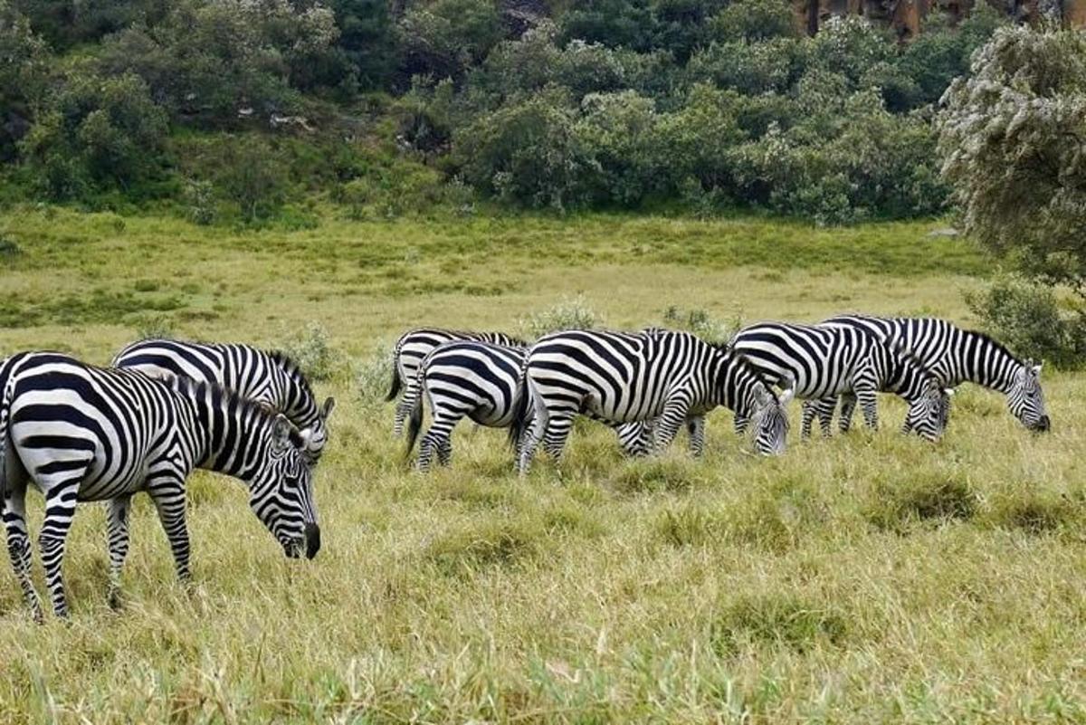 una mandria di zebre al pascolo in un campo