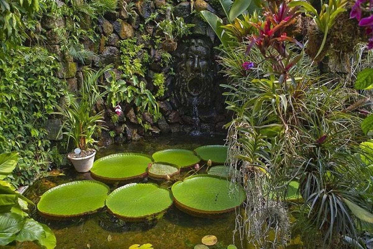un giardino con ninfee verdi nell'acqua