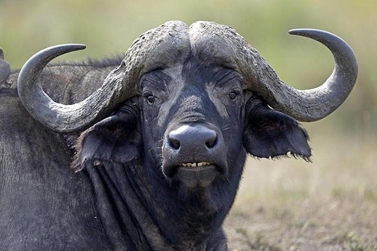 close up seekor banteng dengan tanduk panjang